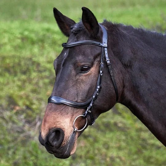 Bay horse wearing the Schockemoehle Delta anatomical bridle. 