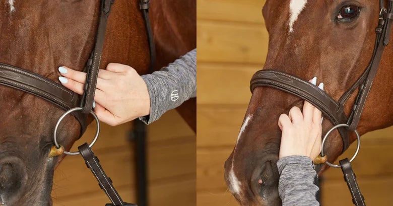 Rider showing the correct height for a noseband. Rider showing two finger fit under noseband.