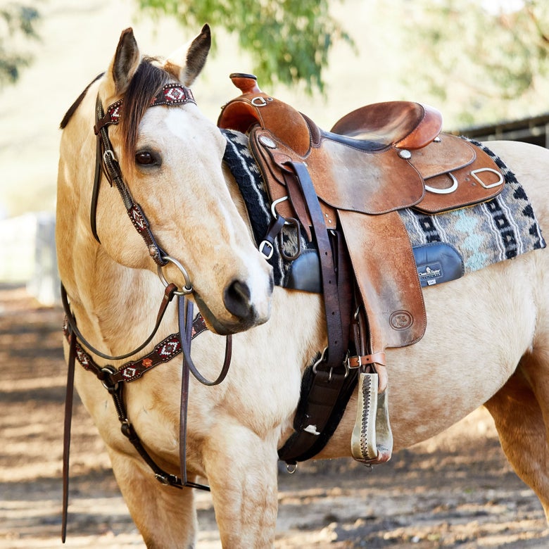 Dun horse standing wearing a western headstall.