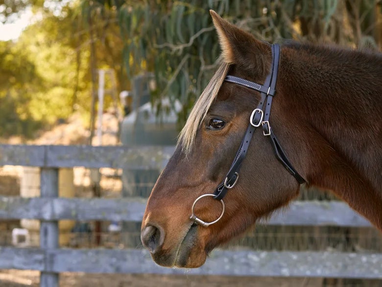 Bay horse wearing Weaver Brahma All Purpose Black Headstall