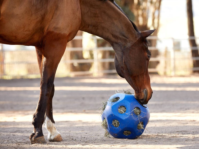 A bay horse playing with the Equi-Essential Slow Feed Hay Ball