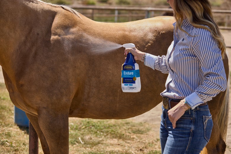 Woman applying Farnam Endure Fly Spray to her palomino horse.