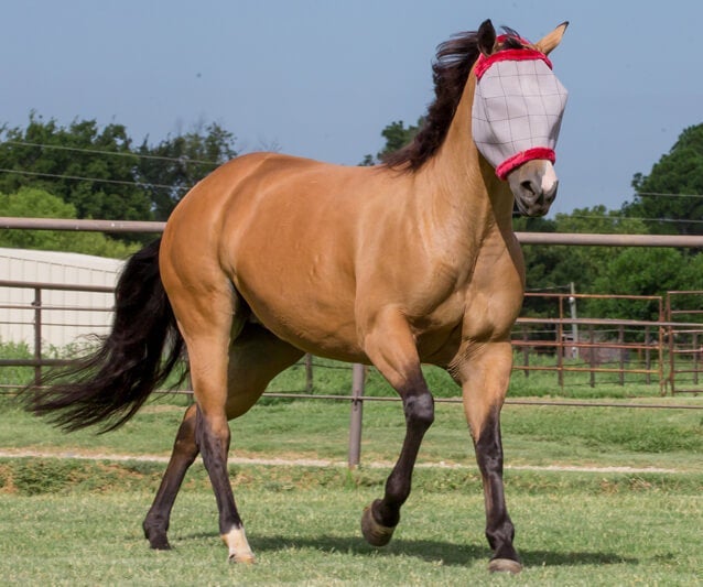 A buckskin horse wearing a Farnam fly mask.