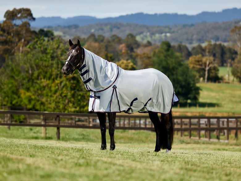 A dark horse standing in a pasture wearing the Weatherbeeta Airflow Fly Sheet.
