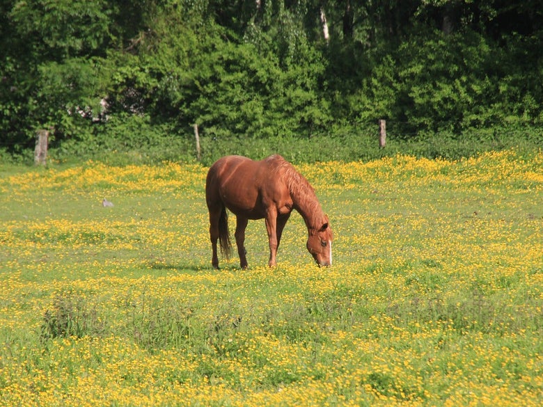 A chestnut horse grazing in a field.