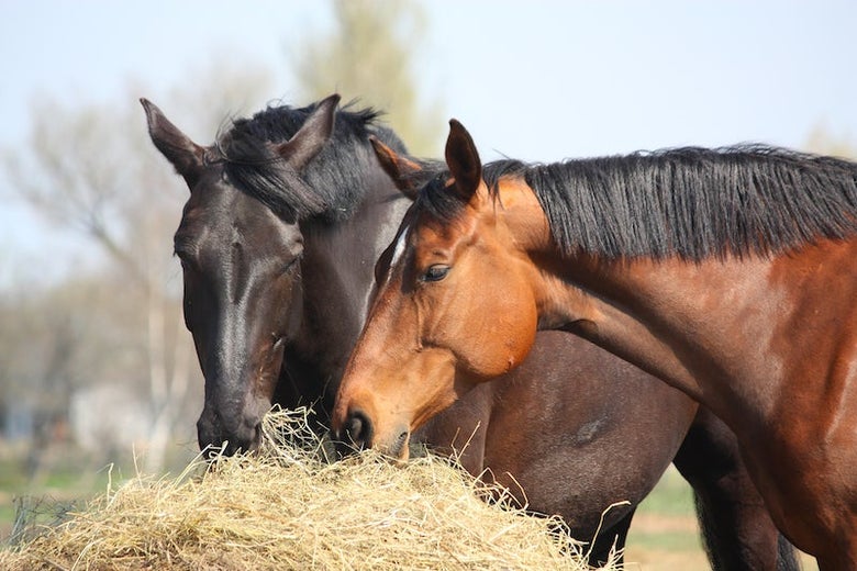 Two horses sharing hay.