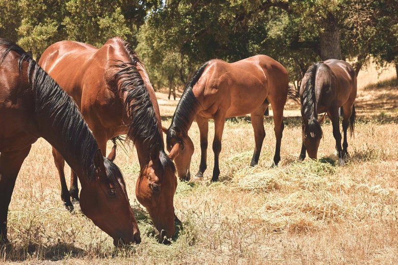 Four of Krista Williams' horses eating alfalfa hay in a pasture.