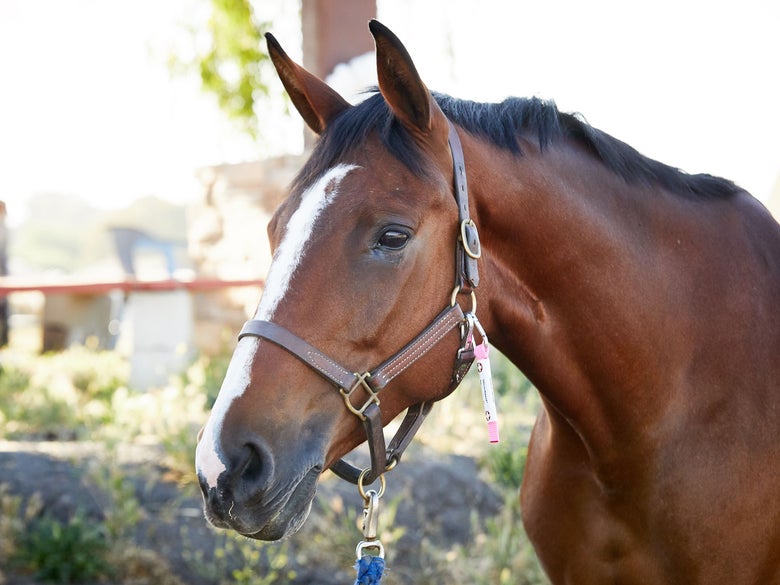 A bay horse wearing a leather halter and a Sierra View Ranch I.C.E UltraLite Carabiner Clip On