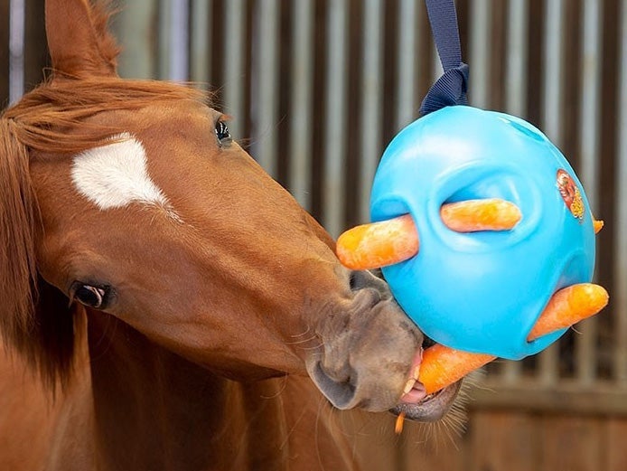 A horse eating carrots out of a blue hay ball. 