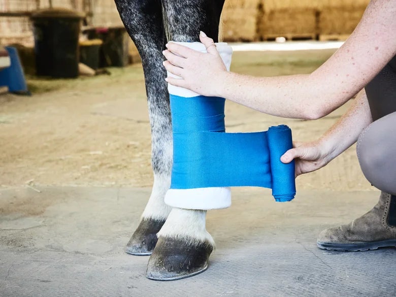 A woman using bandages and a blue standing wrap, wrapping her grey horse's left hind leg