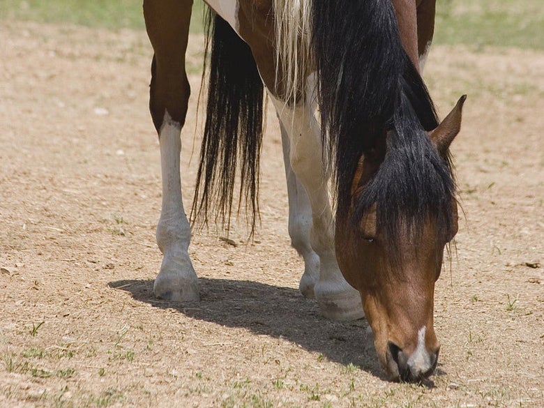 Black and white pinto horse grazing in a lush grass pasture.