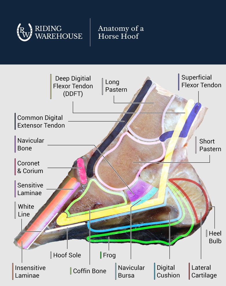 Diagram of cross-sectioned horse hoof showing internal anatomy 