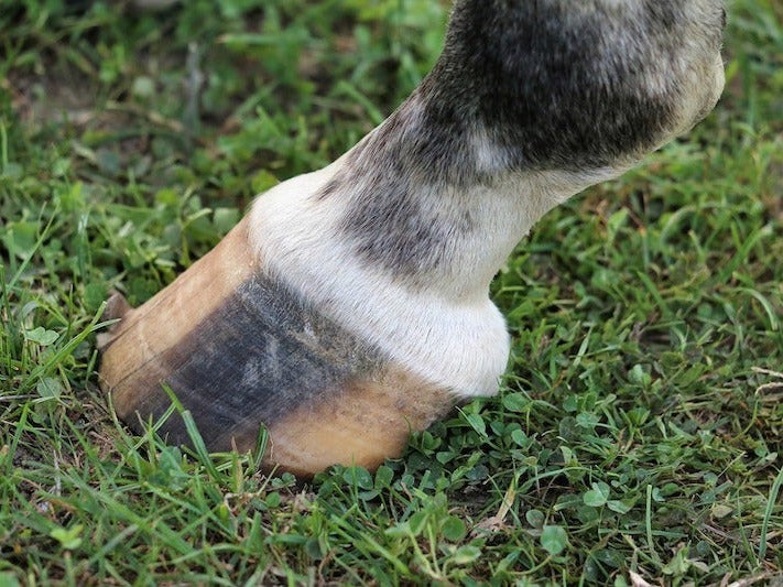 A horse's tan hoof with a dark vertical stripe, standing in grass. 