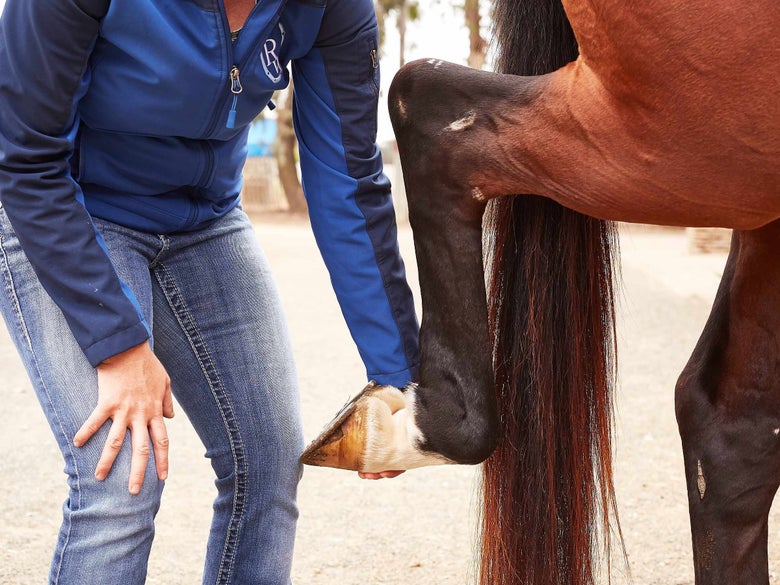 Bay horse getting its back leg flexed during a vet exam. 