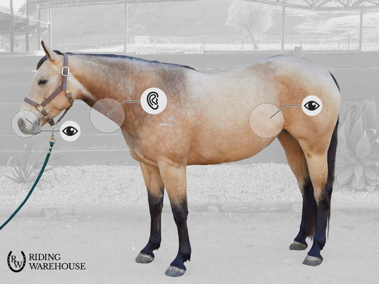 This image shows the areas we use to measure a horse's respiration rate. You can look at the nose or flank or listen to the trachea with a stethoscope. 