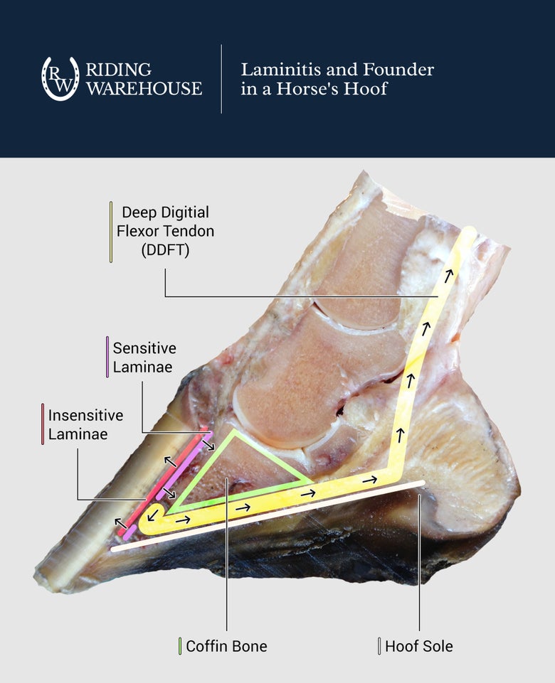 Cross sectioned horse hoof diagram showing internal structures involved with laminitis and founder