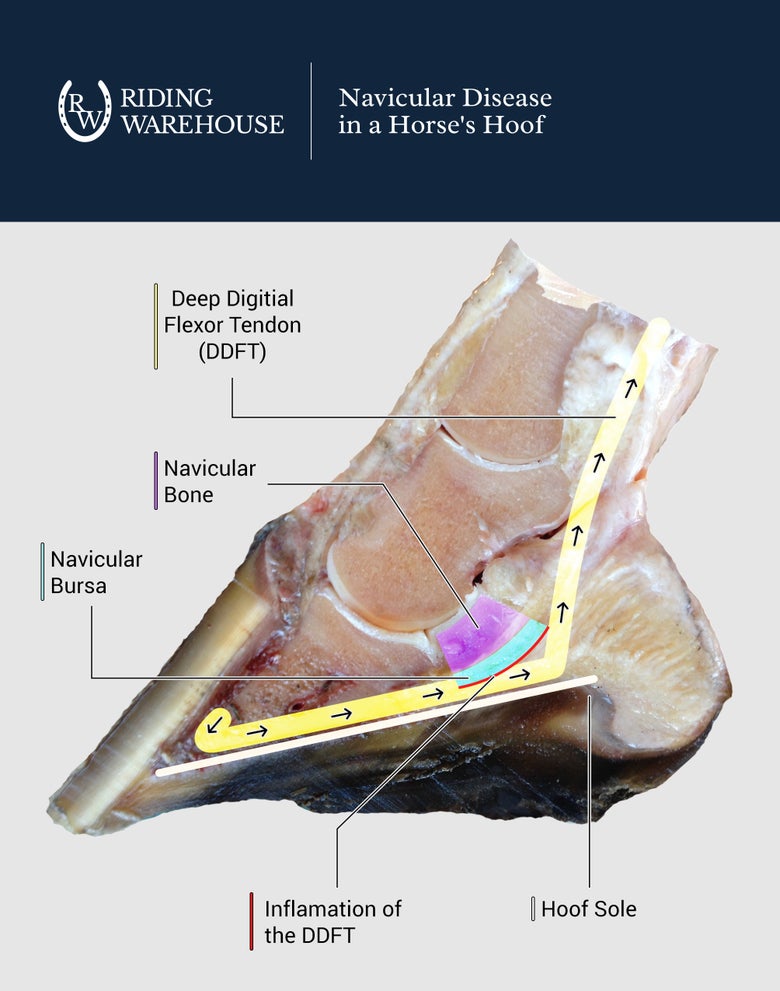 Cross sectioned horse hoof diagram showing internal structures involved with navicular disease 