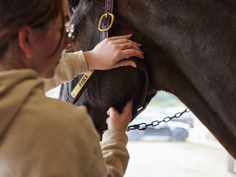Woman taking the pulse of the horse by measuring the mandibular artery, which runs under the horse's jaw