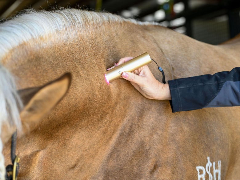 A person using the XLR8 handheld red light on a palomino horse's neck.