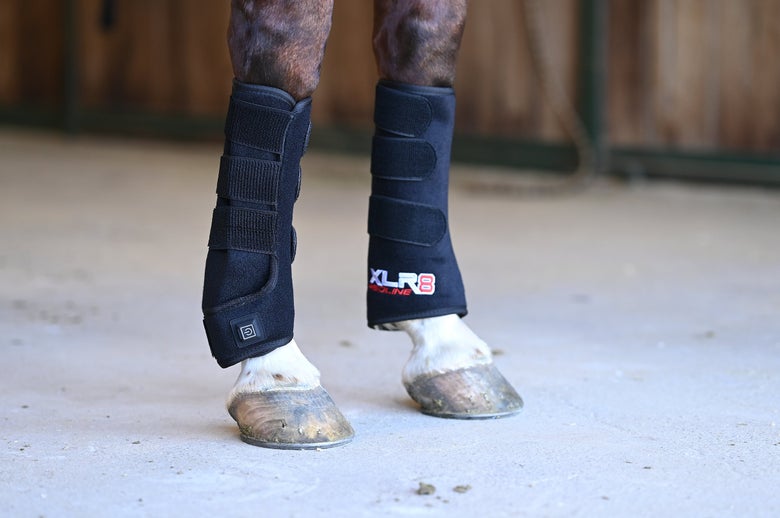 Horse wearing the XLR8 Tendon Wraps in a barn.