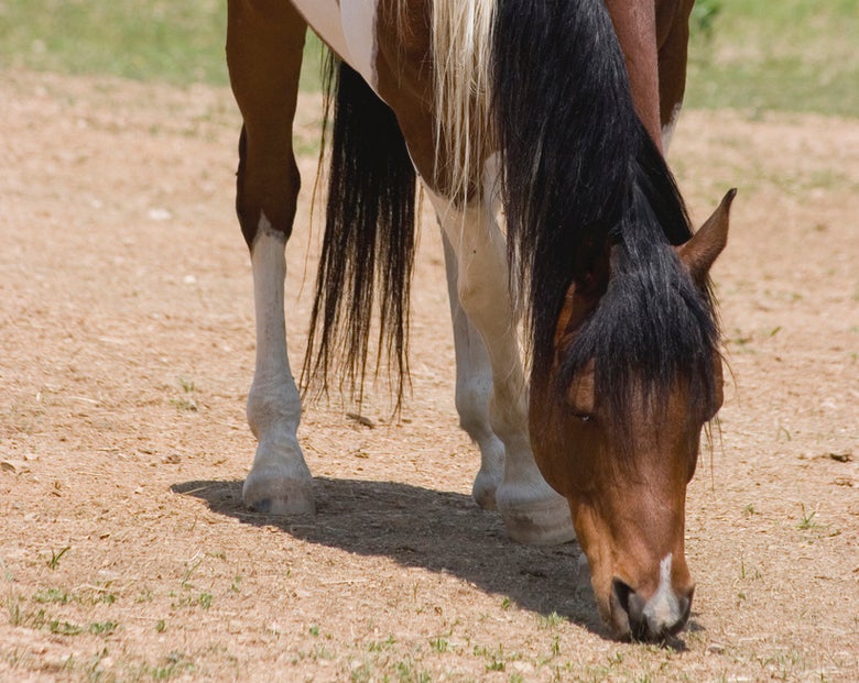 A horse grazing on a sand lot.