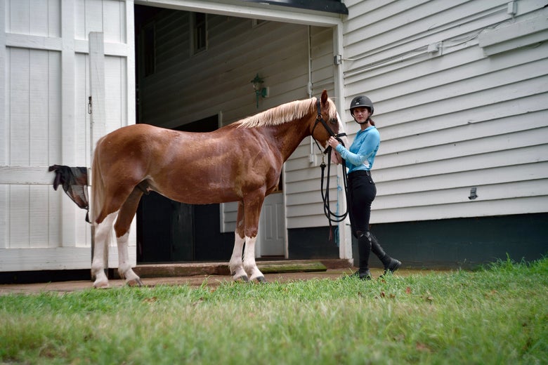 A horseback rider standing with a horse on a grass field wearing the EGO7 Contact Boots