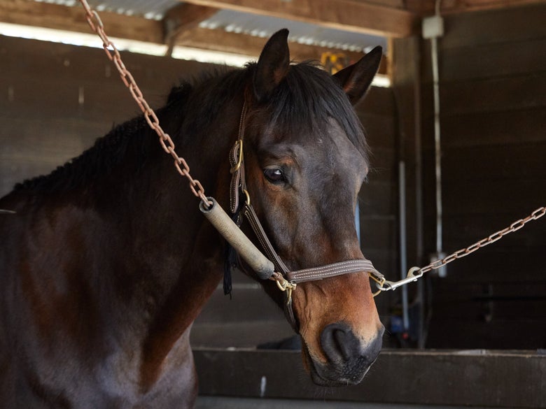 Cute bay horse standing in a cross-tie