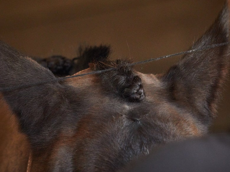 Horse forelock being braided with yarn and a french braid.