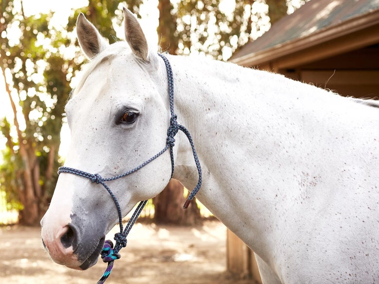 A side profile of a grey horse wearing a rope halter.