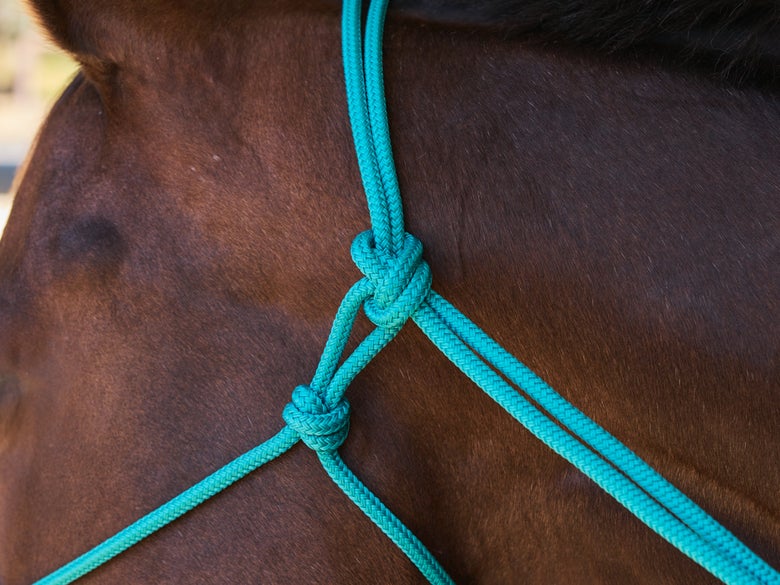 A bay horse wearing a rope halter that is tied incorrectly