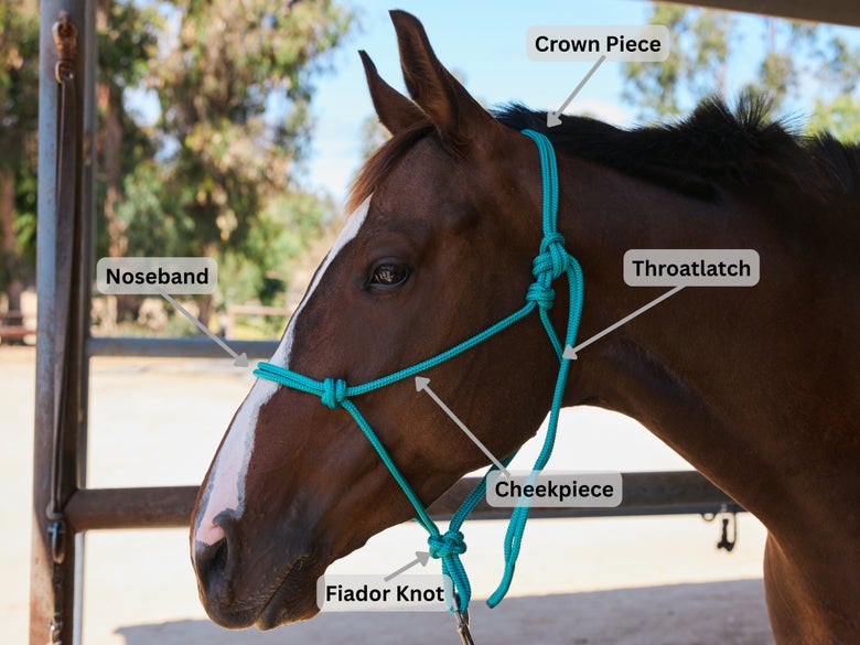 Horse wearing a teal rope halter; image displays the parts of the halter, including the noseband, crownpiece, throatlatch, cheekpiece, and fiador knot.