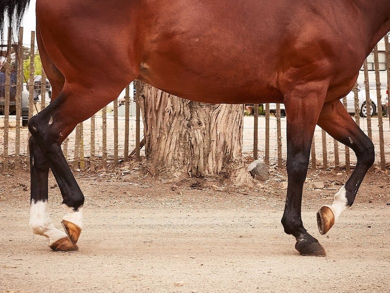 Bay horse with three white socks trotting out during a vet exam. 