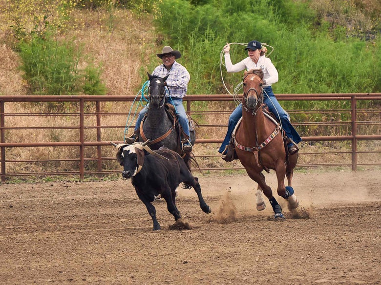 A man and woman on dark bay and chestnut horses practicing team roping on a black calf. 