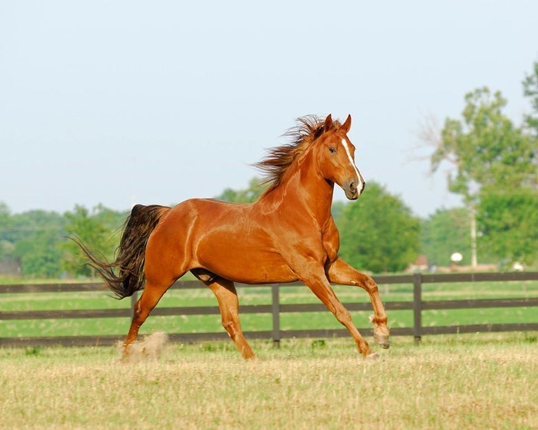 A chestnut horse cantering through a lush field. 