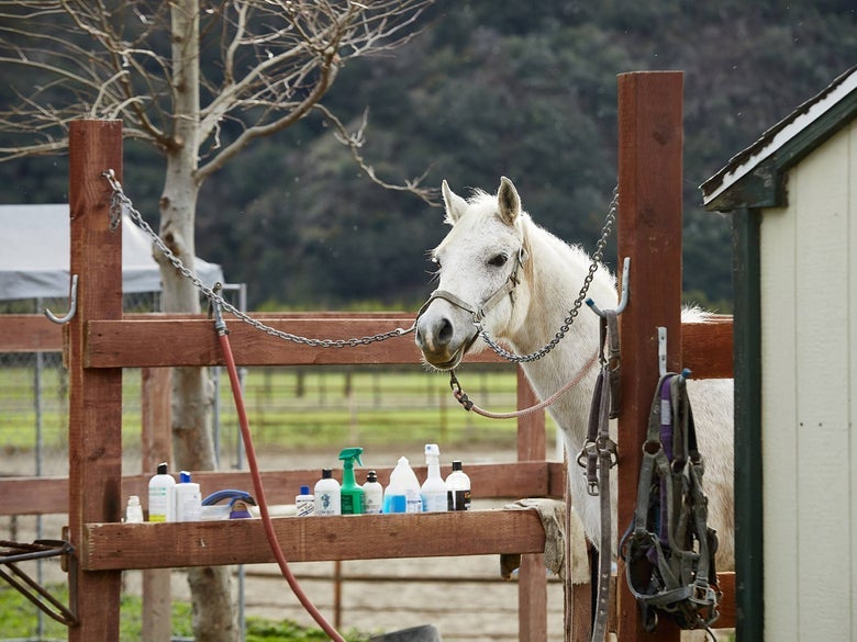 A white horse standing in the cross ties. 