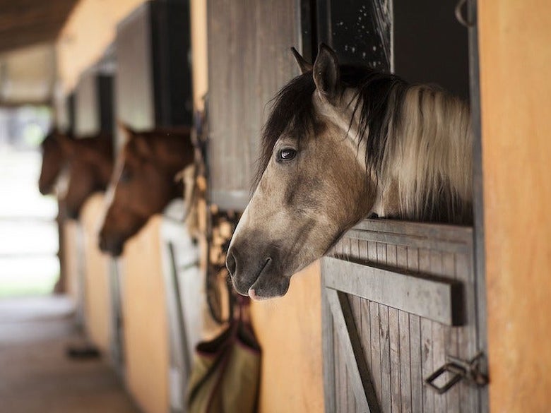 A group of horses sticking their heads out of their stalls in a barn.