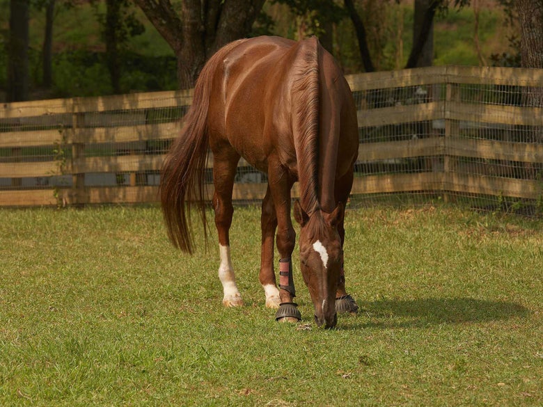 A chestnut horse grazing on grass in a pasture.