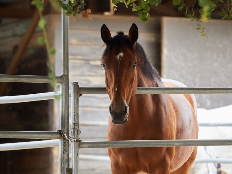 Bay horse looking over the gate of stall.
