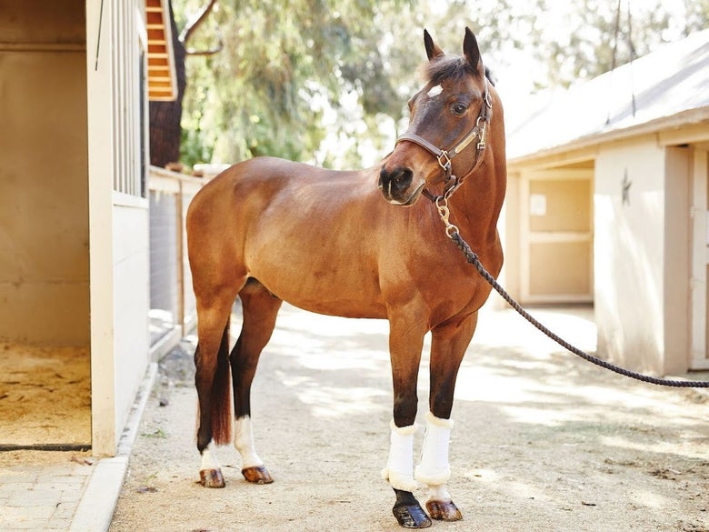 Bay horse wearing fleece horse boots standing outside of a stall. 