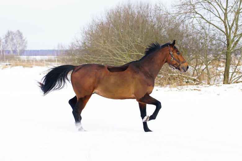 A bay horse trotting through the snow.