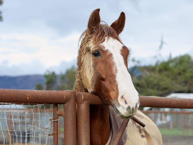 A muddy chestnut horse wearing a horse blanket.