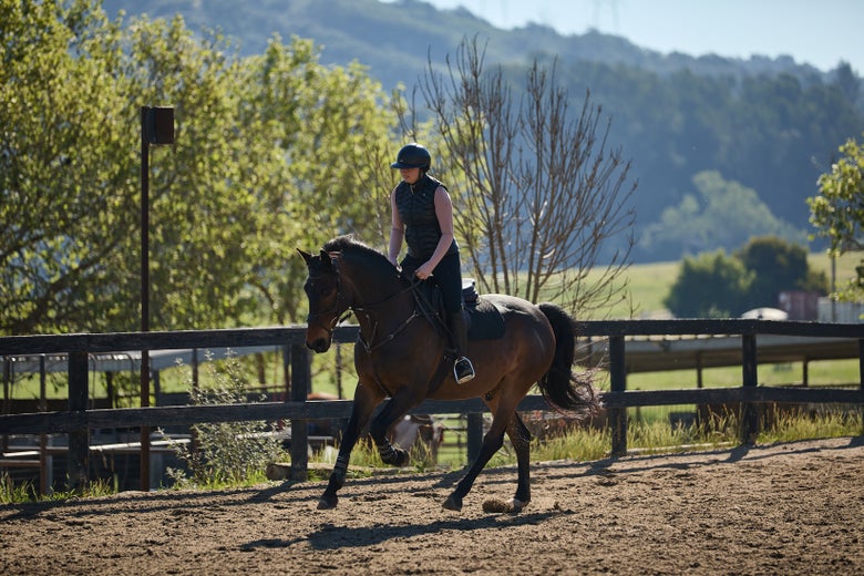 A rider on a dark bay horse cantering in an arena.