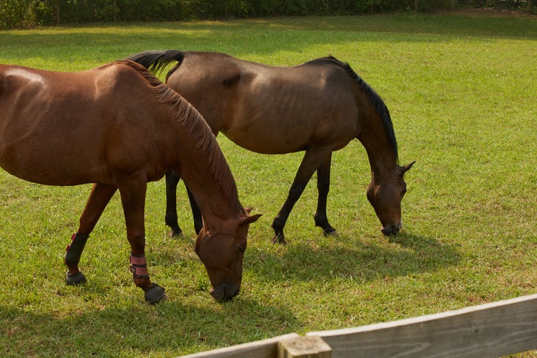 A chestnut horse and a bay horse grazing in a pasture.