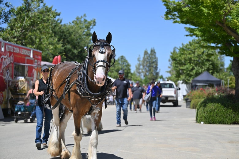 Drive the Clyde demonstration; Photo courtesy of Western States Horse Expo
