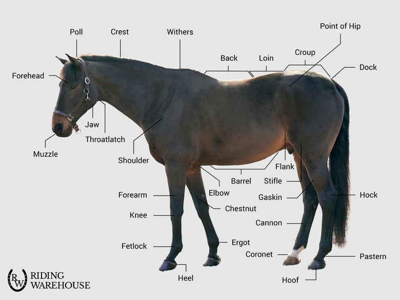 An infographic showing the different parts of the horse.