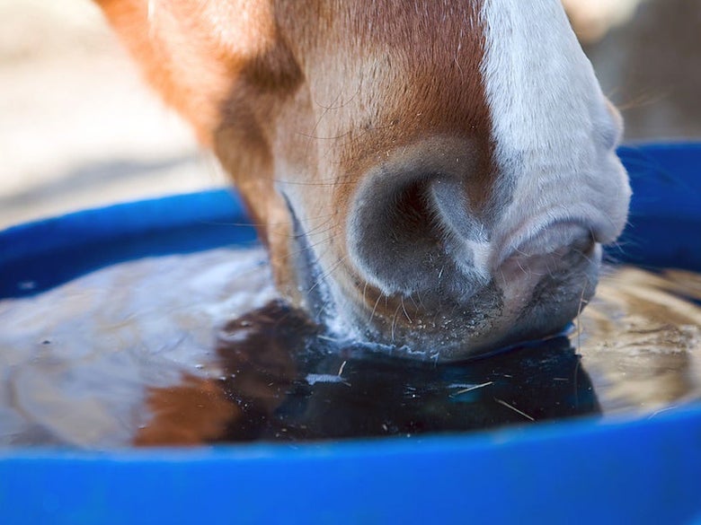 A horse drinking water out of a blue bucket.