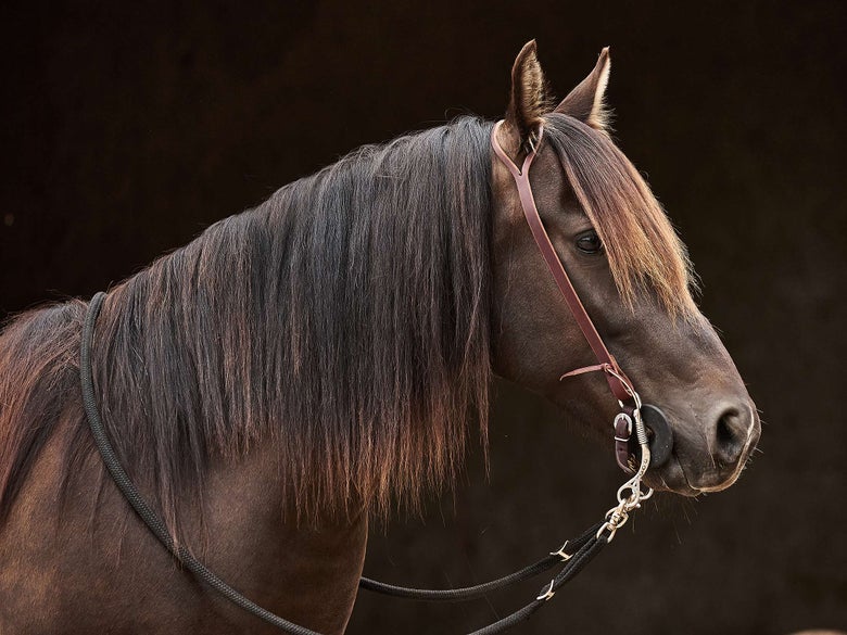 A side profile of a Rocky Mountain Horse.