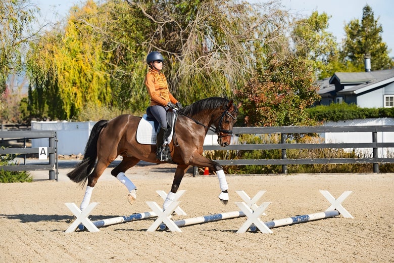 Alex Greer schooling First Wonder Ymas over cavaletti in dressage training.