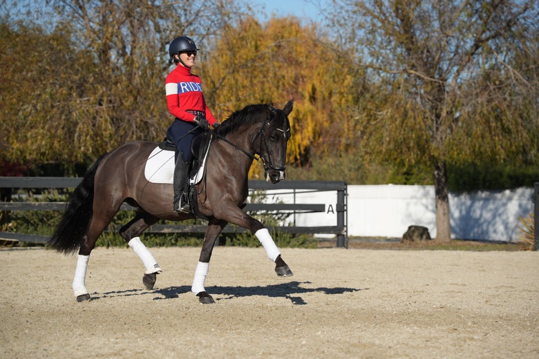 Riding Warehouse sponsored rider Alex Greer riding a horse at the trot.