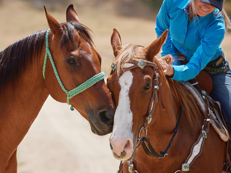 Two of Krista's horses nuzzling each other. 